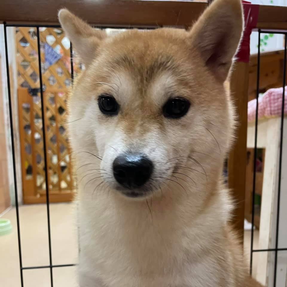 【運命の赤い糸見～つけた💓柴犬のゆめこちゃん💕】2021,10,2